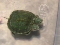 تا حالا لاکپشت دو سر دیده بودید!