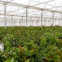 ۲۱۰۹ طرح اشتغالزایی جایگزین کولبری در کشور بهره‌برداری شد