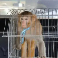 کشف میمون قاچاق از مخفی‌گاه موادفروش خمینی‌شهری