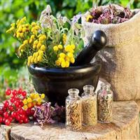 آمادگی سازمان تحقیقات، آموزش و ترویج کشاورزی برای حمایت از توسعه گیاهان دارویی در استان ها