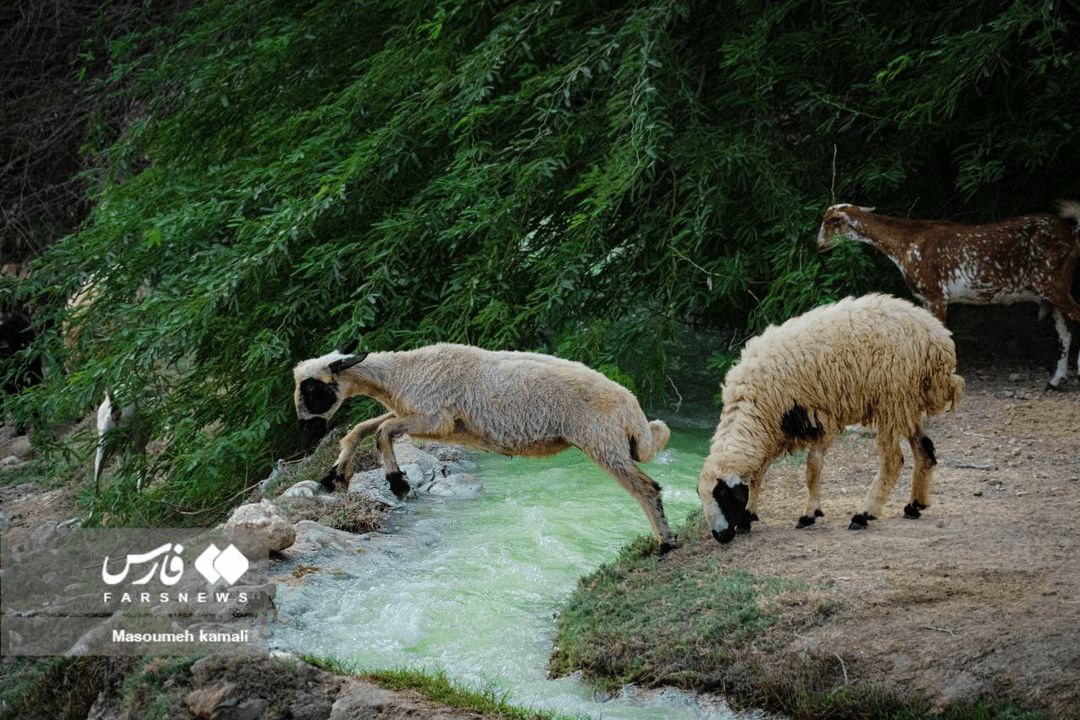  طبیعتی شفا بخش در دل کوه‌های بندرعباس