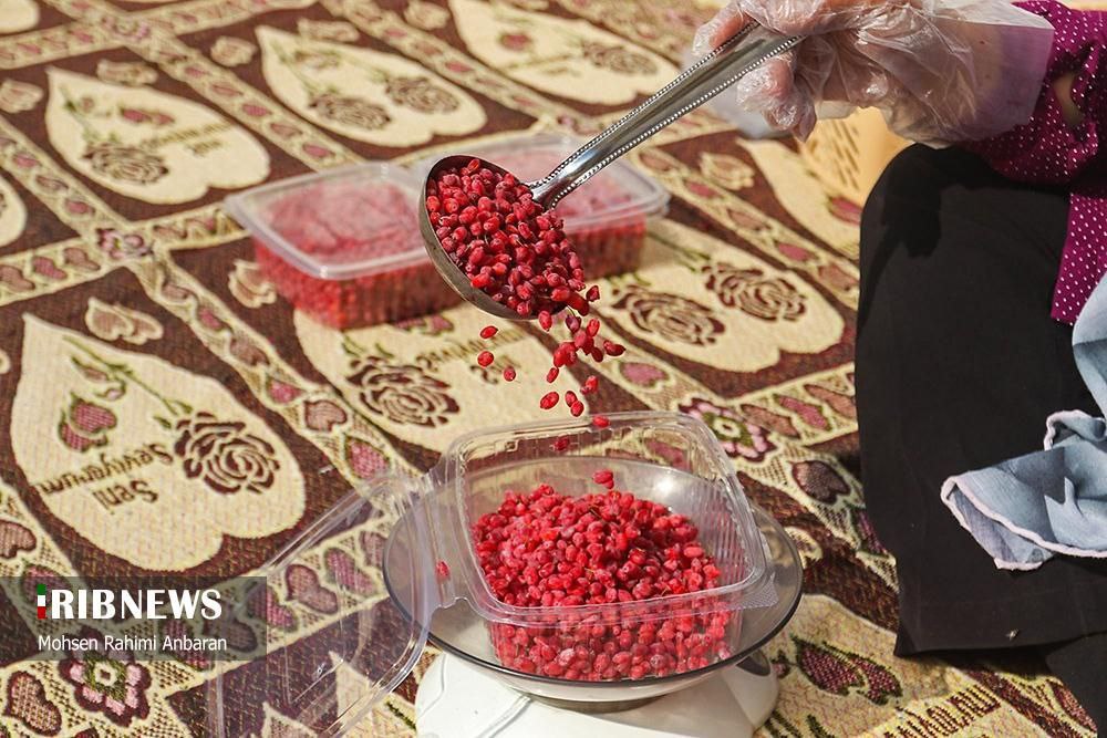 برداشت زرشک در استان خراسان جنوبی