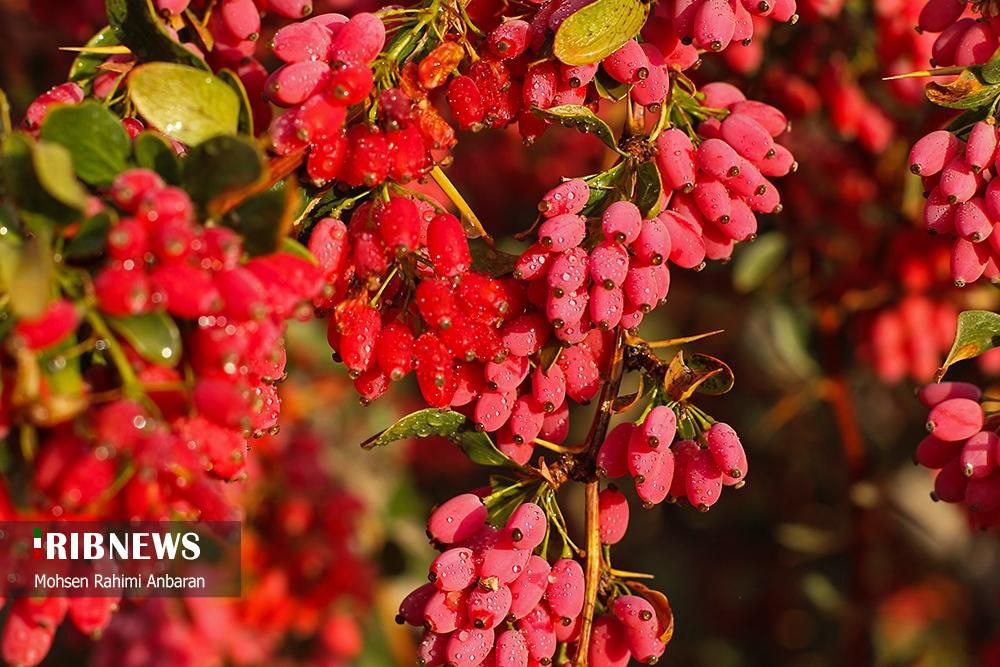 برداشت زرشک در استان خراسان جنوبی