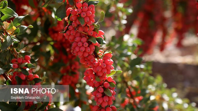 زرشک، گیاه بومی خراسان جنوبی با ظرفیتهای دارویی و اقتصادی جهانی