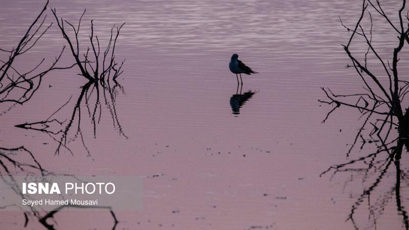 سواحل جنوب سیستان و بلوچستان مقصد ۵۰ نوع پرنده مهاجر