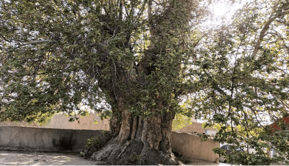 درخت ۵۰۰ ساله روستای احمدآباد گلمکان در انتظار ثبت ملی