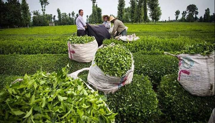 پرداخت تسهیلات کمبهره به چایکاران آغاز شد