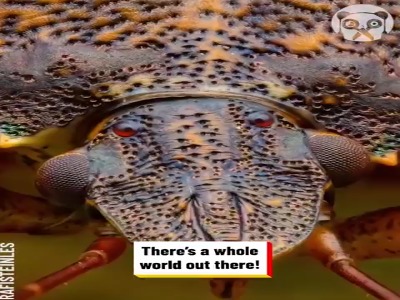 ثبت تصاویری شگفت‌انگیز از حشرات به کمک لنز ماکرو  