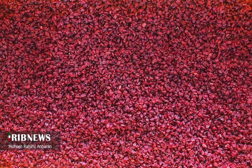 برداشت زرشک در استان خراسان جنوبی