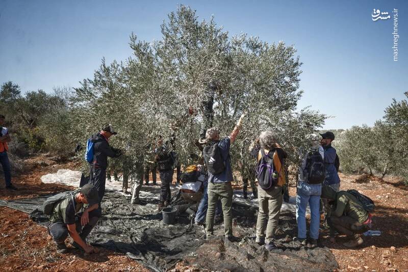 برداشت زیتون همزمان با یورش صهیونیست‌ها به جنوب نابلس