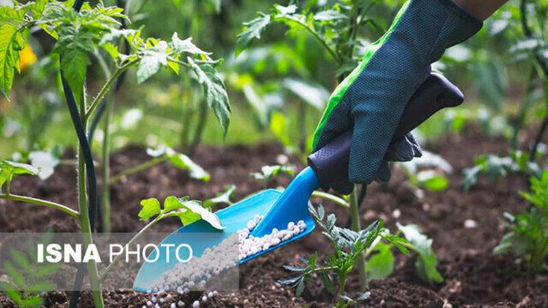 تأمین و توزیع هدفمند بیش از ۳۱ هزار و ۵۰۰ تن کود اوره در زنجان