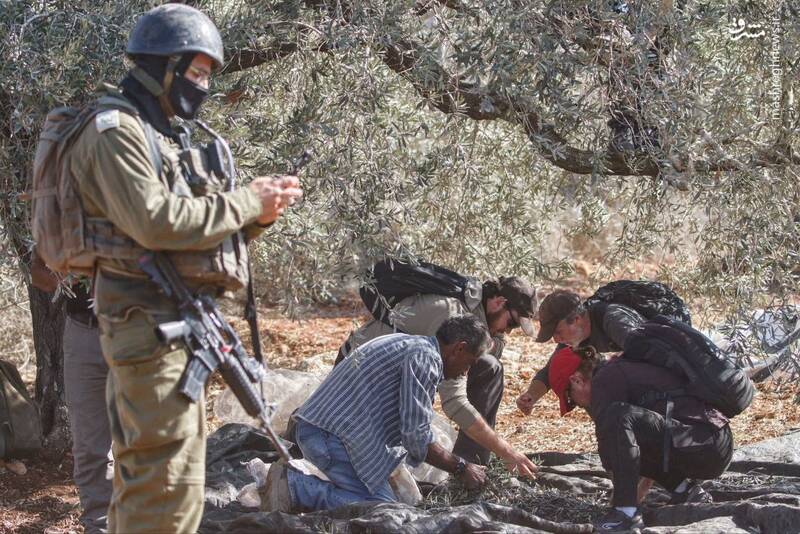 برداشت زیتون همزمان با یورش صهیونیست‌ها به جنوب نابلس
