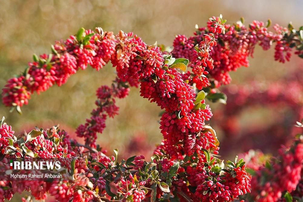 برداشت زرشک در استان خراسان جنوبی