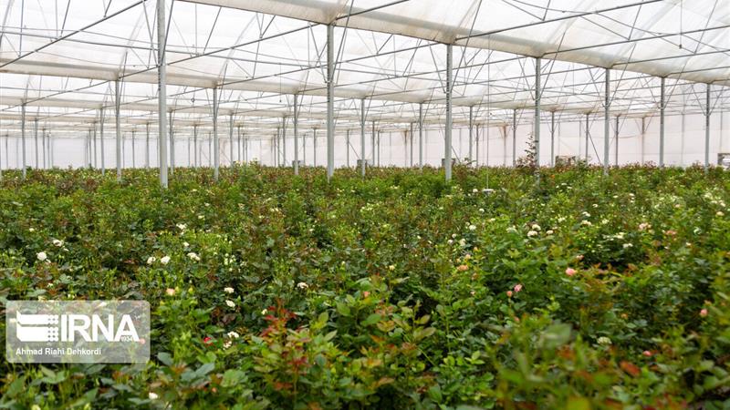 ۲۱۰۹ طرح اشتغالزایی جایگزین کولبری در کشور بهرهبرداری شد