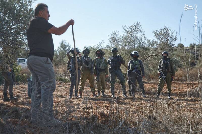 برداشت زیتون همزمان با یورش صهیونیست‌ها به جنوب نابلس