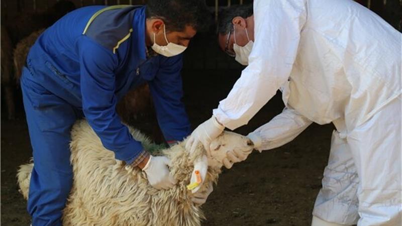 آگاهی دامداران سنگ‌بنای کنترل بیماری‌های دامی