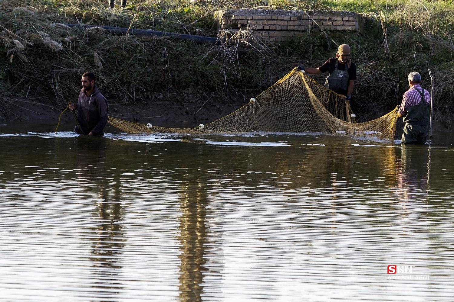 آب بندان‌های پرورش ماهی در آزادشهر
