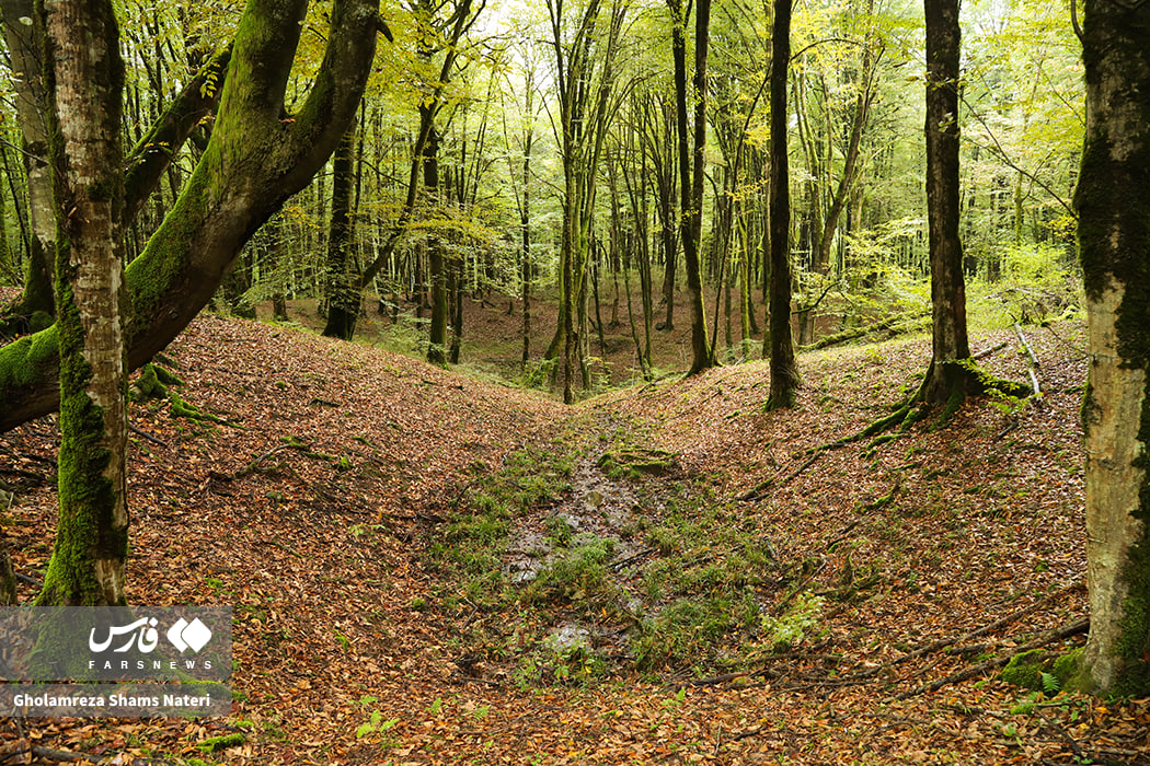 پاییز دیدنی جنگل‌های هیرکانی