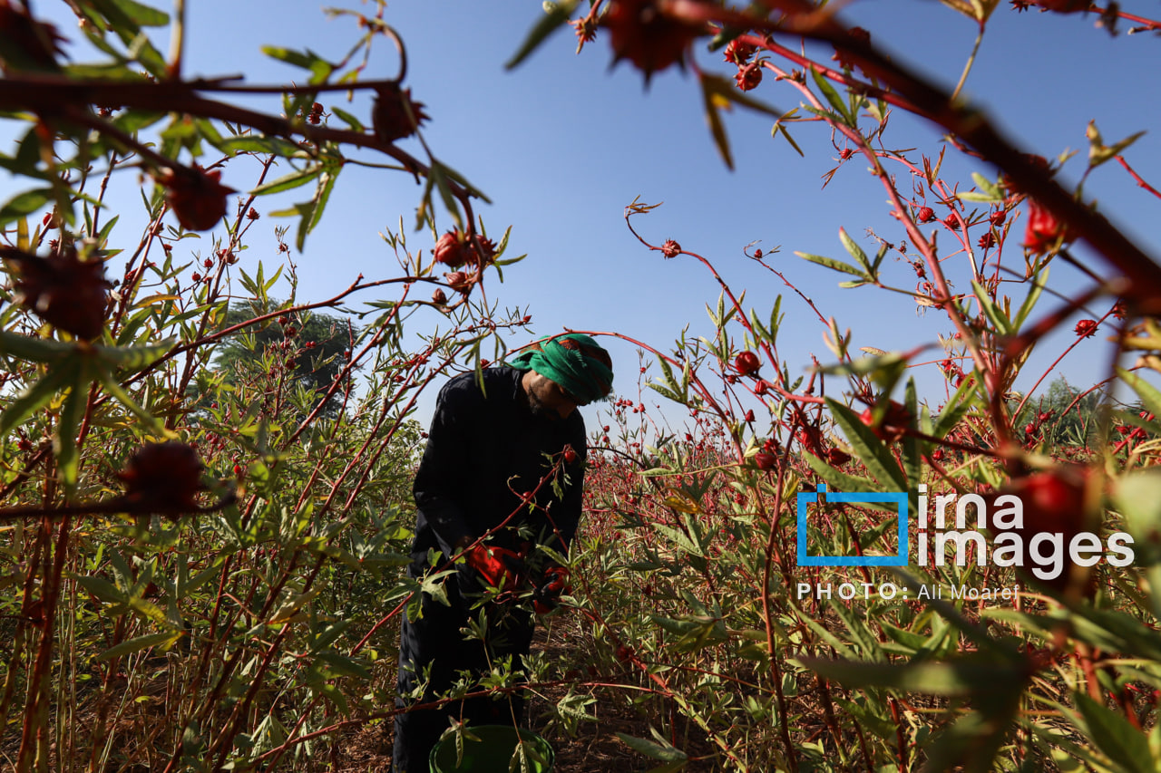 برداشت چای ترش در مزارع خوزستان