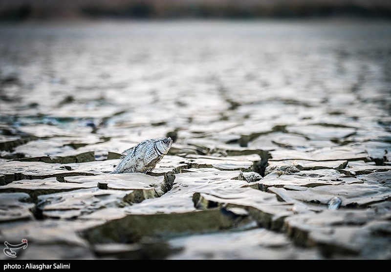 مرگ هزاران ماهی در بند عبدلآباد بجنورد