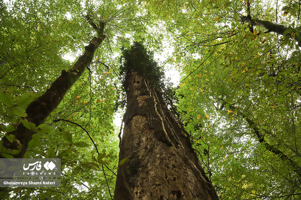 پاییز دیدنی جنگل‌های هیرکانی