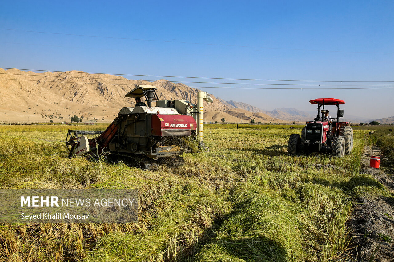 طلای زرد در دل تشنگی؛ برداشت برنج در سرله میداوود