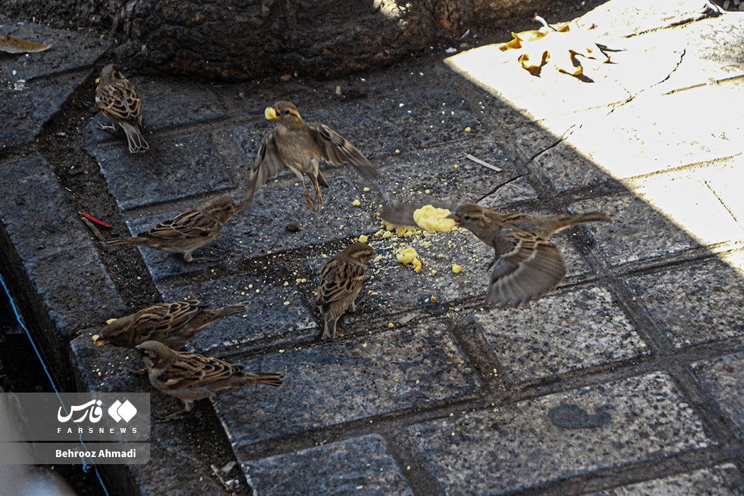 سوغاتِ شیرینِ کرمانشاه