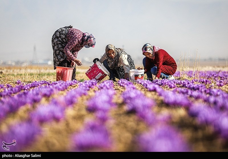 عکس/ برداشت زعفران در خراسان شمالی
