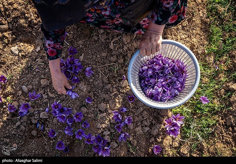 عکس/ برداشت زعفران در خراسان شمالی