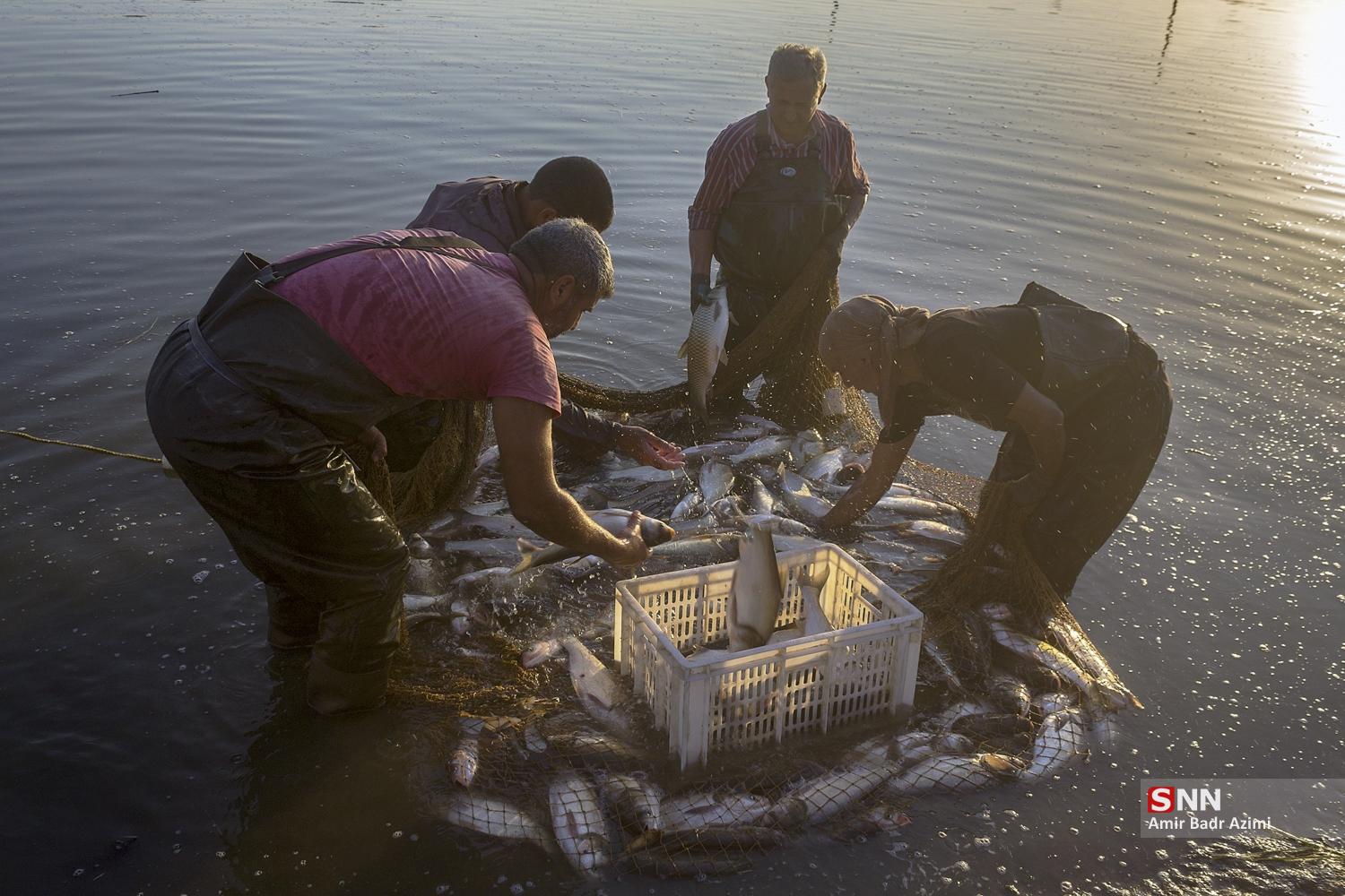 آب بندان‌های پرورش ماهی در آزادشهر