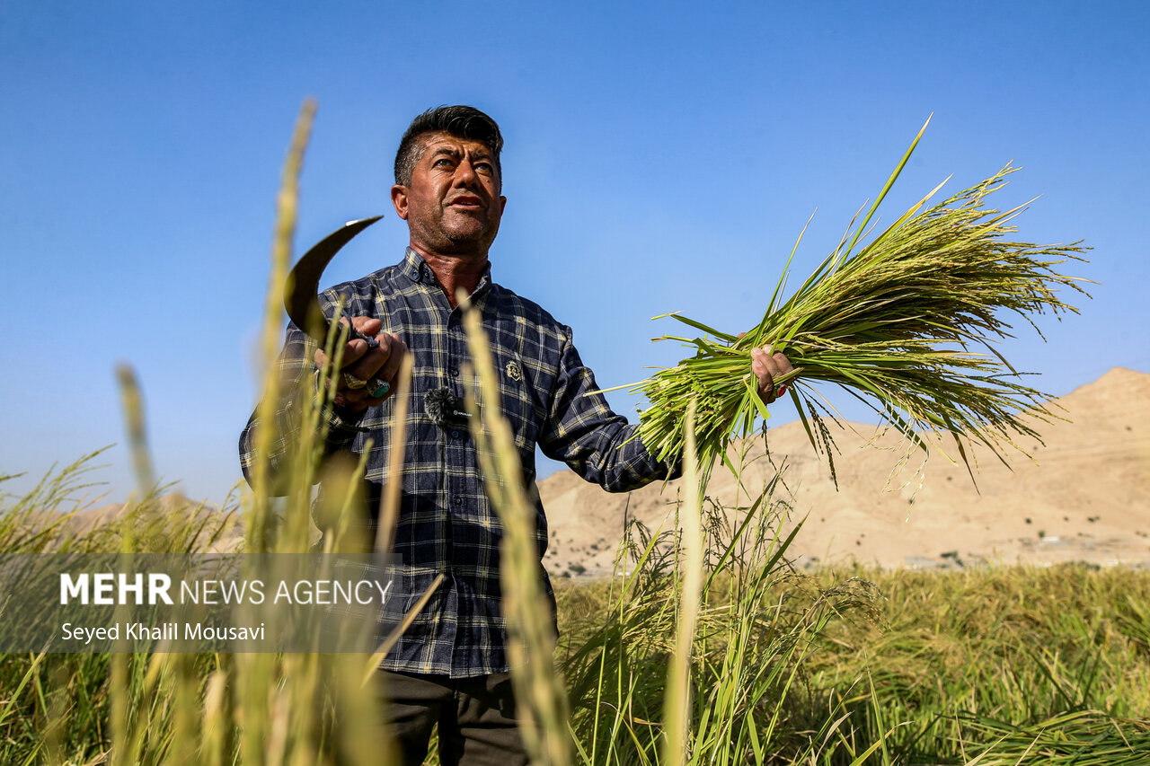 طلای زرد در دل تشنگی؛ برداشت برنج در سرله میداوود
