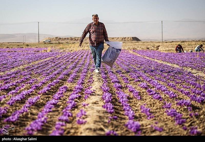 عکس/ برداشت زعفران در خراسان شمالی