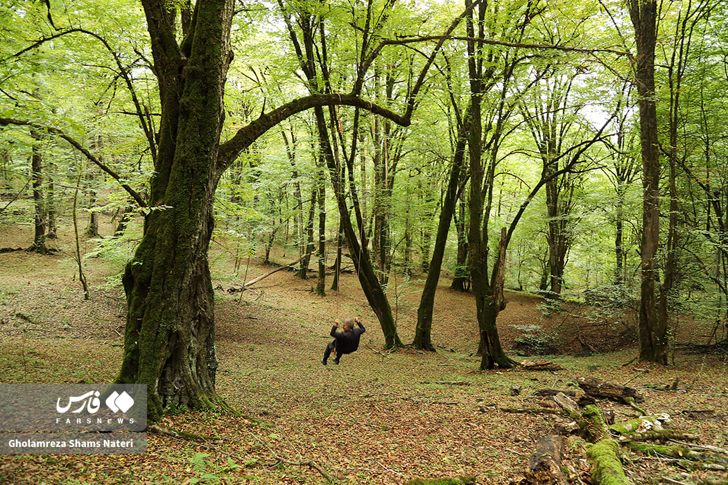 پاییز دیدنی جنگل‌های هیرکانی