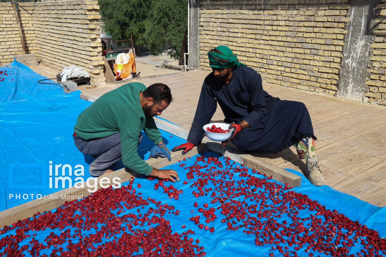 برداشت چای ترش در مزارع خوزستان