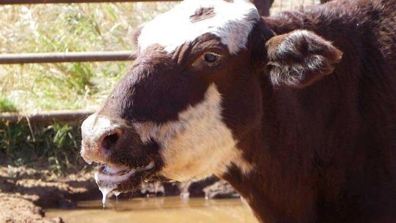 جلوگیری از تردد دام برای پیشگیری از شیوع تب برفکی در خراسان شمالی