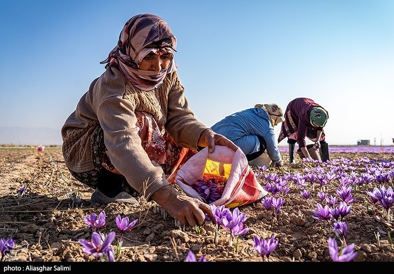 عکس/ برداشت زعفران در خراسان شمالی
