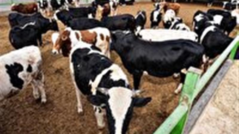 هیچ موردی از تب برفکی در زنجان گزارش نشده است