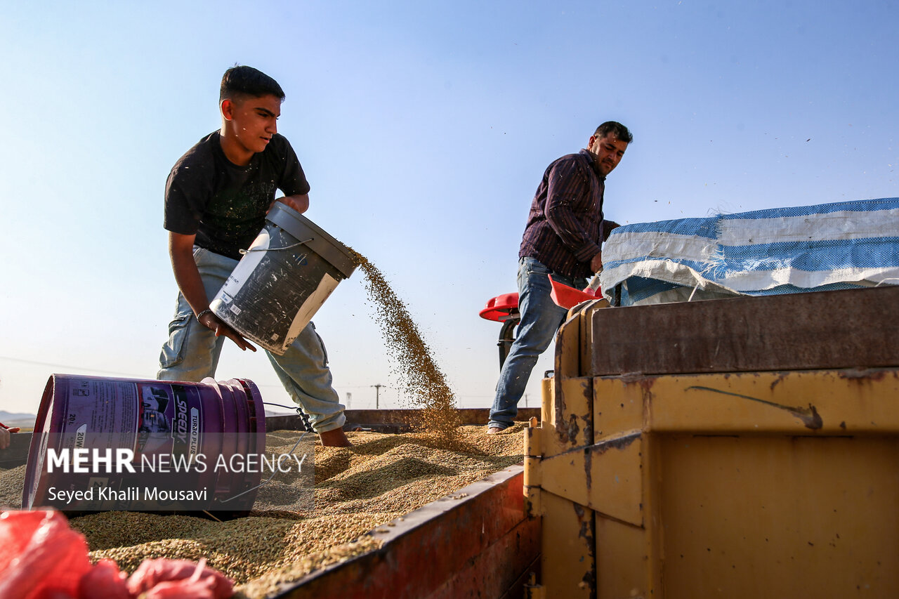 طلای زرد در دل تشنگی؛ برداشت برنج در سرله میداوود
