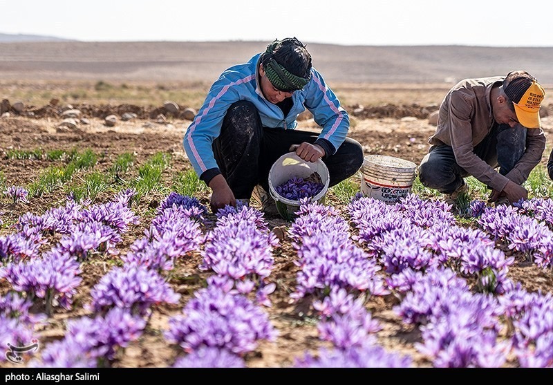 عکس/ برداشت زعفران در خراسان شمالی