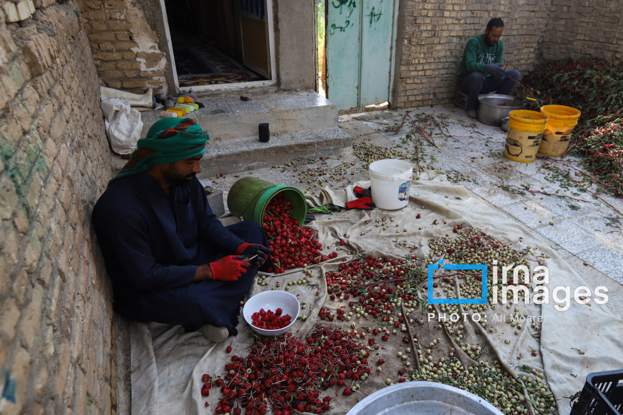 برداشت چای ترش در مزارع خوزستان