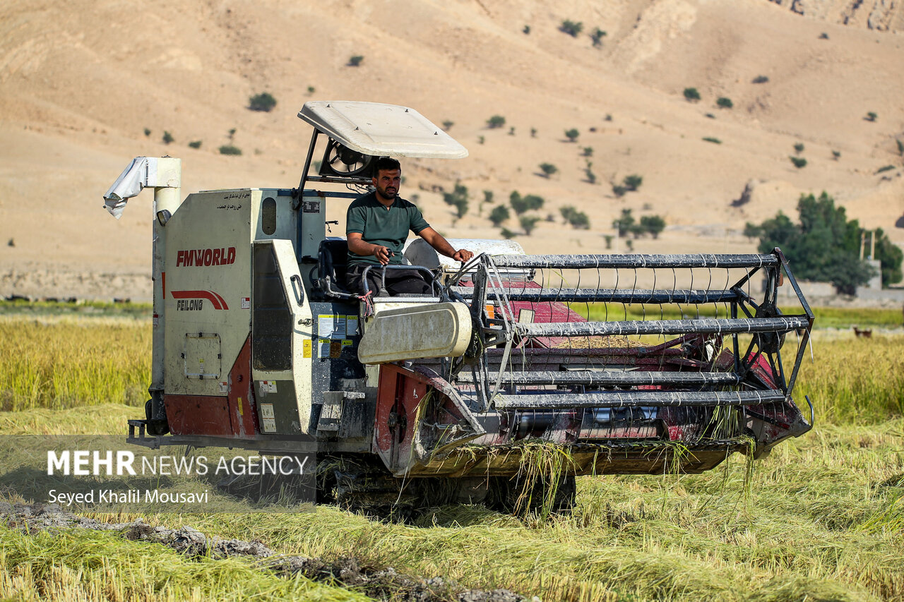 طلای زرد در دل تشنگی؛ برداشت برنج در سرله میداوود