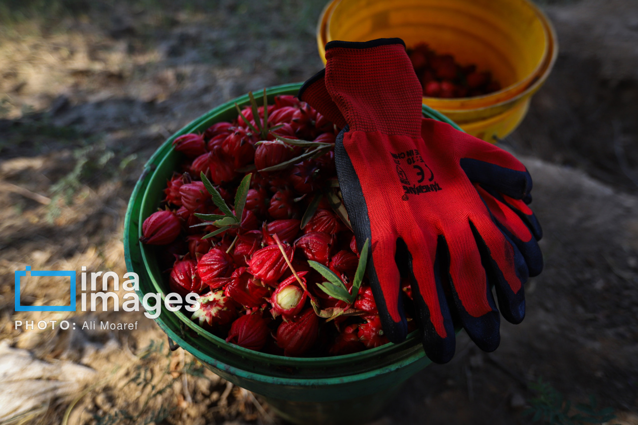 برداشت چای ترش در مزارع خوزستان