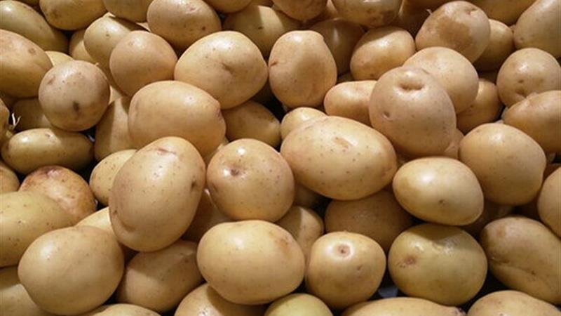 برداشت ۱۳ هزار تن سیب‌زمینی از مزارع ابهر آغاز شد