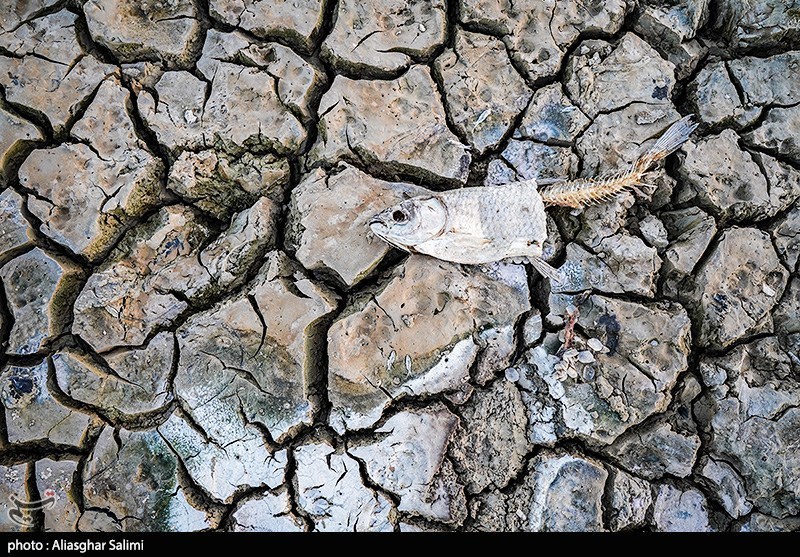 مرگ هزاران ماهی در بند عبدلآباد بجنورد