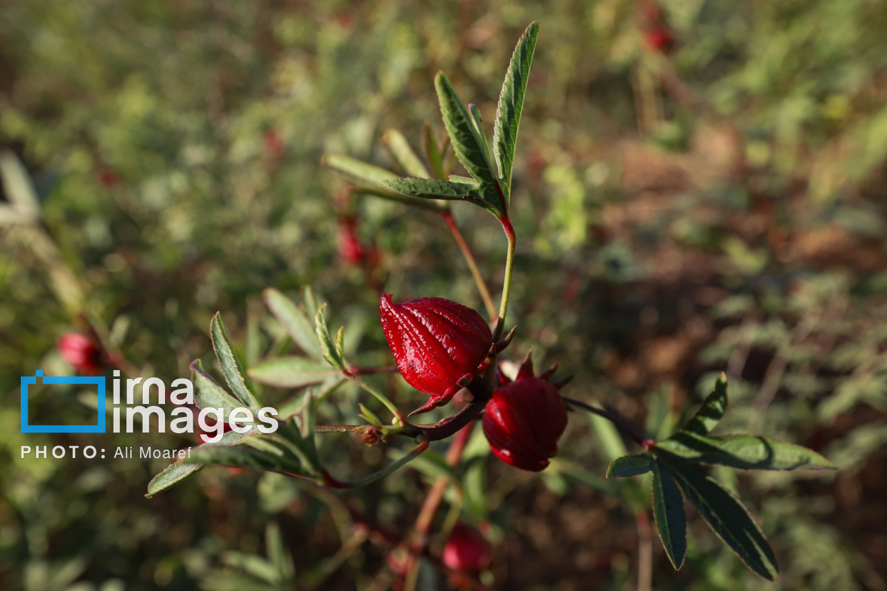 برداشت چای ترش در مزارع خوزستان