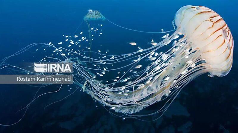عروس‌های دریایی؛ ژله‌های بی‌مهره با اسرار زندگی شگفت‌انگیز