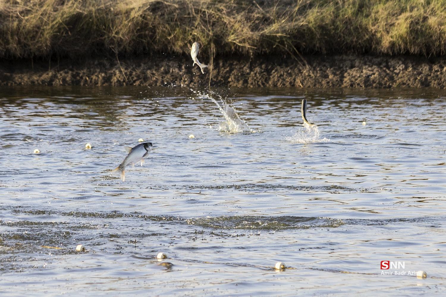 آب بندان‌های پرورش ماهی در آزادشهر