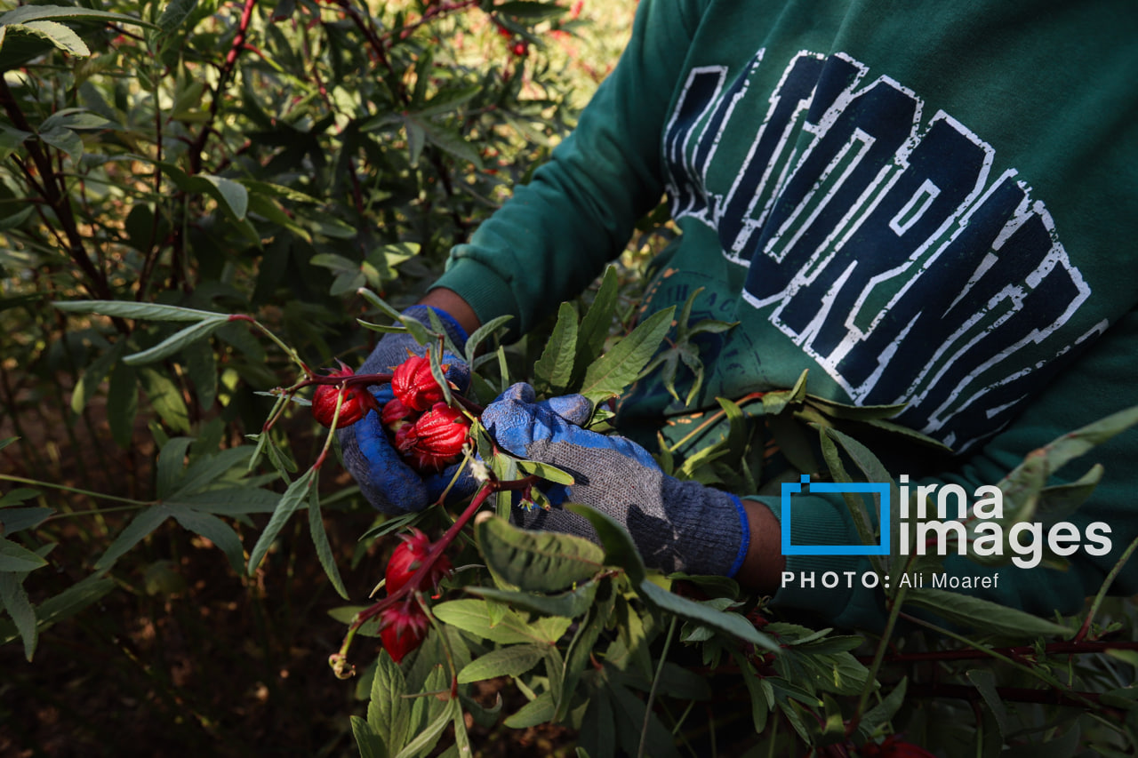 برداشت چای ترش در مزارع خوزستان