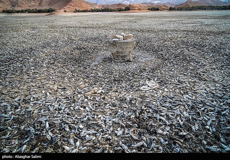 مرگ هزاران ماهی در بند عبدلآباد بجنورد