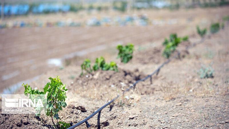 اختصاص ۴۰۰ میلیارد ریال برای طرحهای کشاورزی مانه خراسانشمالی